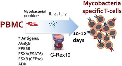 Mycobacteria-Specific T Cells May Be Expanded From Healthy Donors and Are Near Absent in Primary Immunodeficiency Disorders